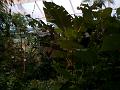 2004-11 ferme papilons 007
